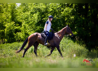 Achal-Tekkiner, Stute, 12 Jahre, 159 cm, Brauner