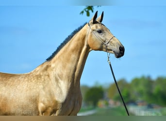 Achal-Tekkiner, Stute, 15 Jahre, 166 cm, Buckskin