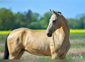 Achal-Tekkiner, Stute, 15 Jahre, 166 cm, Buckskin