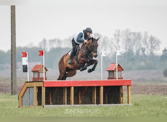 Achal-Tekkiner Mix, Stute, 16 Jahre, 168 cm, Buckskin