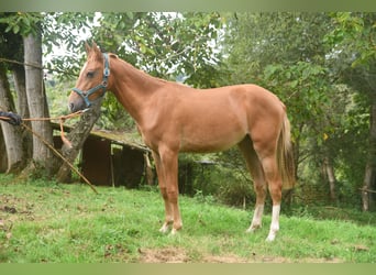 Achal-Tekkiner Mix, Stute, 1 Jahr, 158 cm, Fuchs