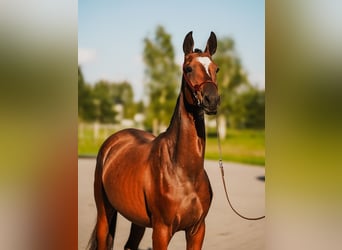 Achal-Tekkiner, Stute, 1 Jahr, Rotbrauner