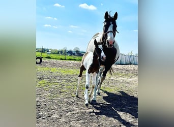 Achal-Tekkiner Mix, Stute, 1 Jahr, Schecke