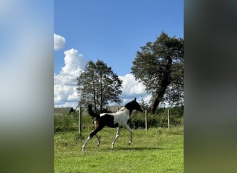 Achal-Tekkiner Mix, Stute, 1 Jahr, Schecke