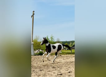 Achal-Tekkiner Mix, Stute, 1 Jahr, Schecke