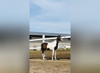 Achal-Tekkiner Mix, Stute, 1 Jahr, Schecke