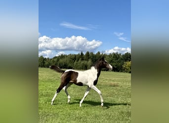 Achal-Tekkiner Mix, Stute, 1 Jahr, Schecke