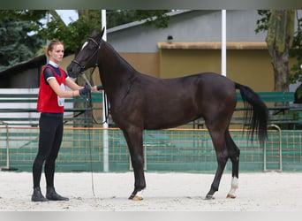 Achal-Tekkiner, Stute, 2 Jahre, 150 cm, Rappe