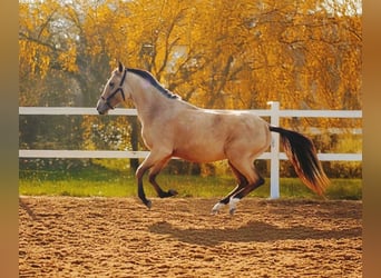 Achal-Tekkiner, Stute, 3 Jahre, 154 cm, Falbe