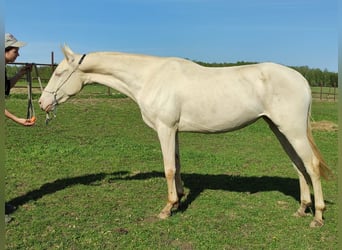 Achal-Tekkiner, Stute, 3 Jahre, 155 cm, Cremello