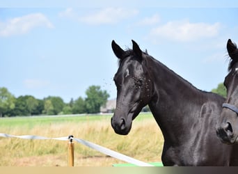 Achal-Tekkiner Mix, Stute, 3 Jahre, 158 cm, Rappe