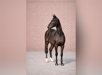 Achal-Tekkiner Mix, Stute, 3 Jahre, 165 cm, Brauner