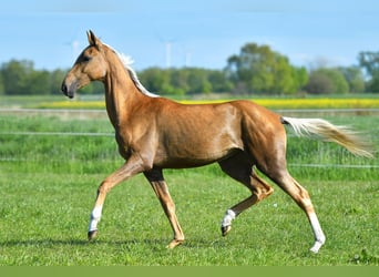 Achal-Tekkiner, Stute, 4 Jahre, 160 cm, Palomino