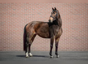 Achal-Tekkiner, Stute, 4 Jahre, 162 cm, Brauner