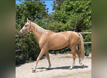 Achal-Tekkiner, Stute, 4 Jahre, 162 cm, Palomino