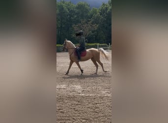 Achal-Tekkiner, Stute, 4 Jahre, 162 cm, Palomino