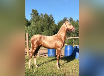 Achal-Tekkiner, Stute, 4 Jahre, 162 cm, Palomino