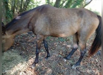 Achal-Tekkiner Mix, Stute, 4 Jahre, Falbe