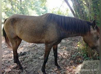 Achal-Tekkiner Mix, Stute, 4 Jahre, Falbe