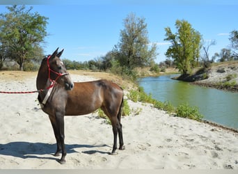 Achal-Tekkiner, Stute, 4 Jahre, Schimmel
