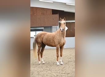 Achal-Tekkiner, Stute, 5 Jahre, 160 cm, Palomino