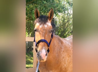 Achal-Tekkiner Mix, Stute, 6 Jahre, 155 cm, Roan-Red