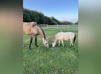 Achal-Tekkiner, Stute, 7 Jahre, 156 cm, Buckskin