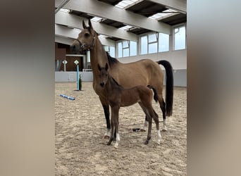 Achal-Tekkiner, Stute, 8 Jahre, Buckskin