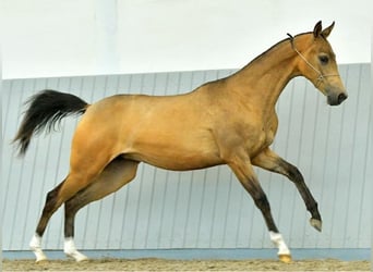 Achal-Tekkiner, Stute, 8 Jahre, Buckskin