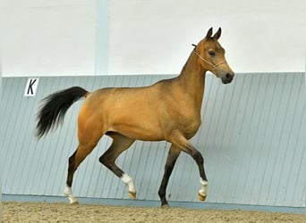 Achal-Tekkiner, Stute, 8 Jahre, Buckskin