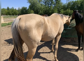 Achal-Tekkiner, Stute, 9 Jahre, 153 cm, Palomino