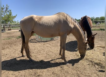 Achal-Tekkiner, Stute, 9 Jahre, 153 cm, Palomino