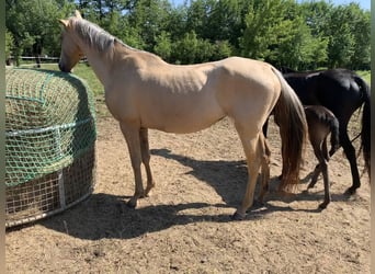 Achal-Tekkiner, Stute, 9 Jahre, 153 cm, Palomino