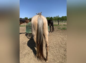 Achal-Tekkiner, Stute, 9 Jahre, 153 cm, Palomino