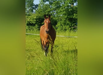 Achal-Tekkiner, Stute, 9 Jahre, 158 cm, Brauner