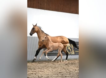 Achal-Tekkiner, Stute, Fohlen (03/2024), Cremello