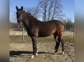 Achal-Tekkiner, Wallach, 12 Jahre, 159 cm, Dunkelbrauner