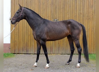 Achal-Tekkiner, Wallach, 12 Jahre, 159 cm, Dunkelbrauner