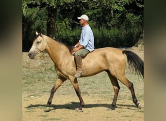 Achal-Tekkiner, Wallach, 19 Jahre, 160 cm, Dunkelfuchs