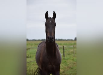 Achal-Tekkiner, Wallach, 4 Jahre, 154 cm