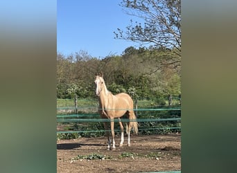 Achal-Tekkiner, Wallach, 4 Jahre, 160 cm
