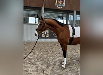 Achal-Tekkiner, Wallach, 4 Jahre, 165 cm, Brauner