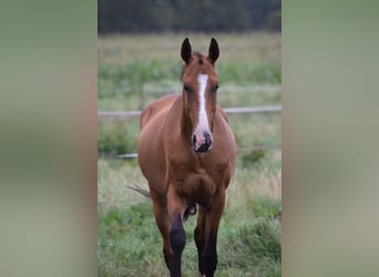 Achal-Tekkiner, Wallach, 4 Jahre, 165 cm, Brauner