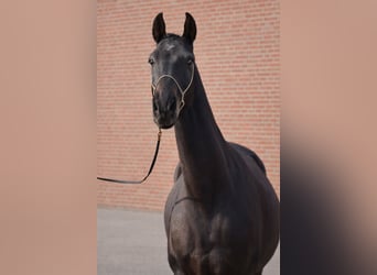 Achal-Tekkiner, Wallach, 5 Jahre, 154 cm, Schwarzbrauner