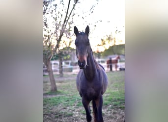 Achal-Tekkiner, Wallach, 5 Jahre, 164 cm, Dunkelbrauner