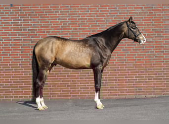 Achal-Tekkiner, Wallach, 5 Jahre, 165 cm, Buckskin