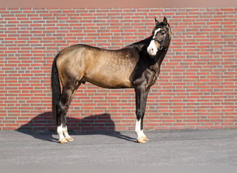 Achal-Tekkiner, Wallach, 5 Jahre, 167 cm, Buckskin