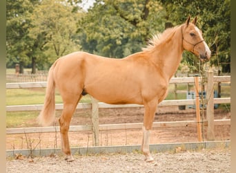 Achal-Tekkiner, Wallach, 7 Jahre, 160 cm, Palomino