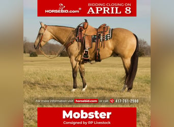 Quarter horse américain, Hongre, 5 Ans, 152 cm, Buckskin, in Buffalo,