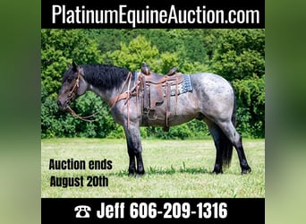 Draft Horse, Gelding, 5 years, 16.3 hh, Roan-Blue, in Middletown OH,